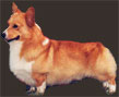 Corgis Dog Breeding and Sales